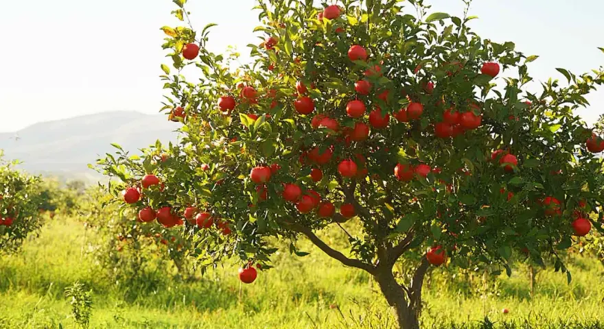 Un arbre de grenadier porte de nombreux fruits rouges mûrs, offrant une belle exposition dans un verger ensoleillé.