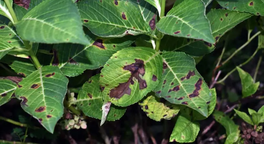 Feuilles d'hortensia atteintes de la maladie des hortensias, présentant des taches brunes et des zones nécrosées.