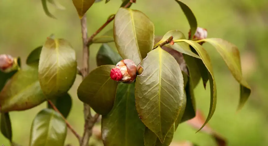 Un bourgeon de camélia rouge vif commence à s'ouvrir, entouré de feuilles vertes. Il semble que la plante souffre d'une maladie, car certaines feuilles sont décolorées.