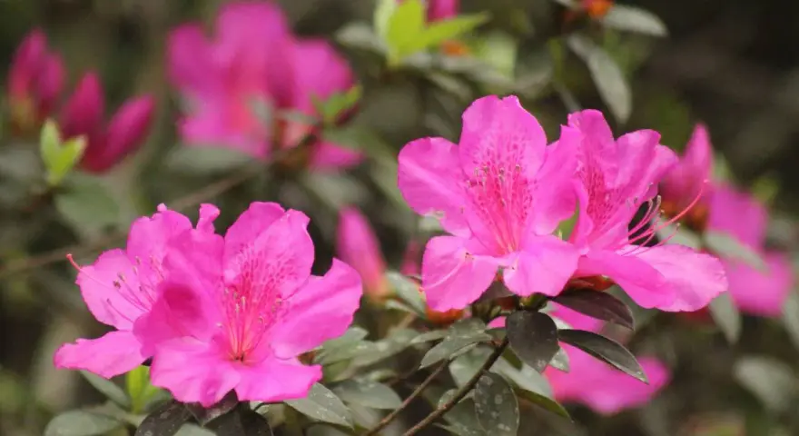 Des fleurs d'azalée d'un rose vif, avec des taches plus foncées sur leurs pétales, s'épanouissent. La taille de ces azalées est impressionnante.