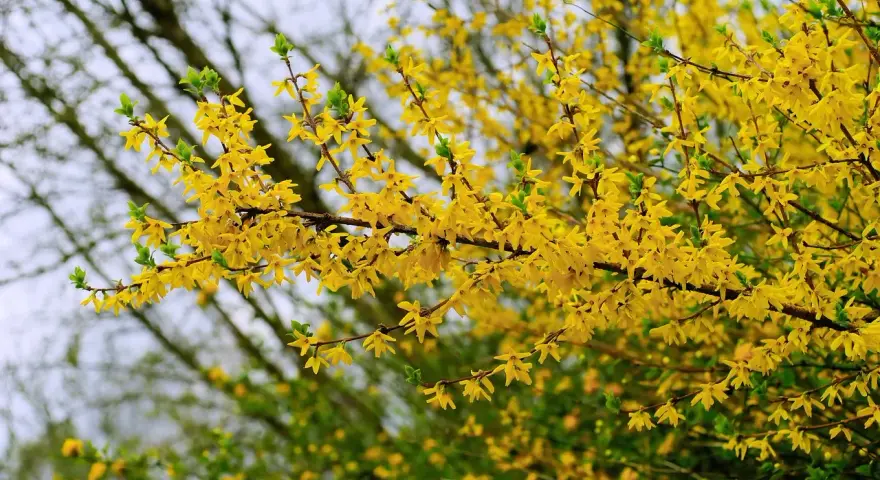 Rameaux couverts de fleurs jaunes éclatantes, annonçant la forsythia floraison. Le printemps est là !