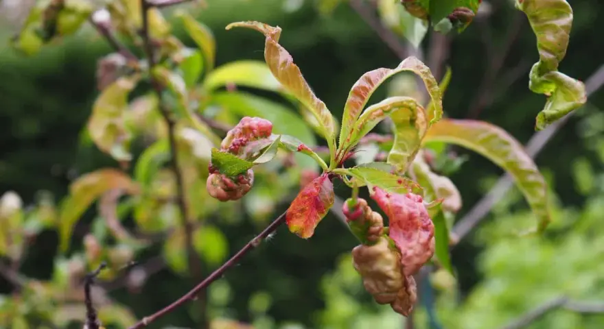 Feuilles de pêcher déformées et rouges, signe d'une maladie.