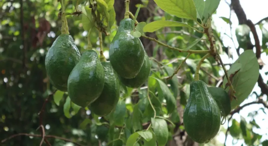 Grappe d'avocats verts mûrs sur une branche. L'avocatier taille est impressionnante, promettant une belle récolte.