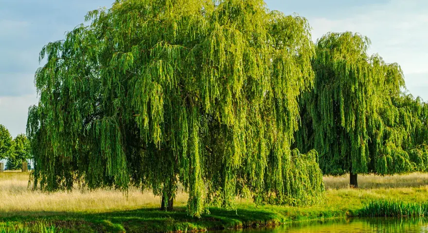 Un grand saule pleureur, ses branches tombantes comme des cascades vertes, se reflète dans l'eau calme. Il semble que le saule pleureur perd ses feuilles, mais c'est juste la lumière qui joue.
