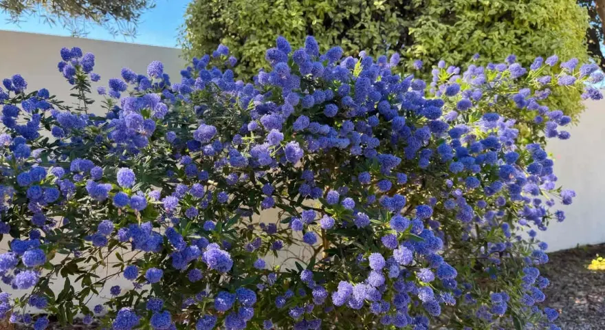 Un magnifique céanothe terre de bruyère, couvert de grappes de fleurs bleues éclatantes, illumine un jardin ensoleillé.