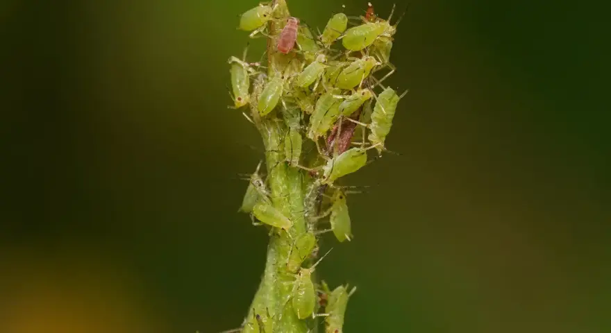 Un essaim de pucerons verts du rosier s'agglutine sur une tige verte, certains individus étant d'un rouge plus foncé.