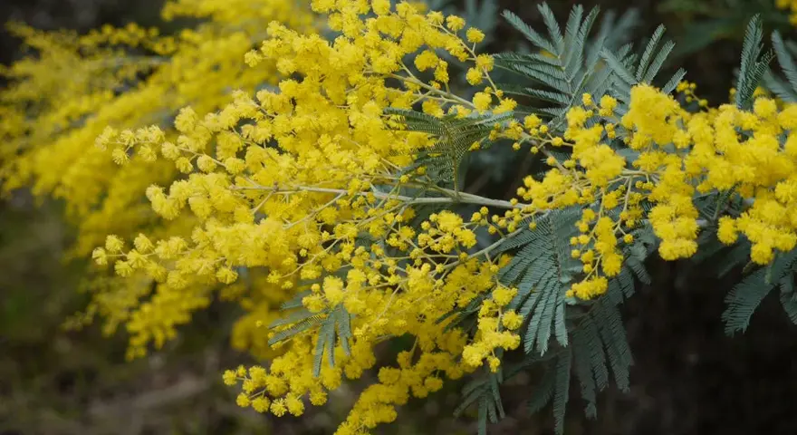 Rameau de mimosa aux fleurs d'un jaune éclatant, évoquant la douceur du printemps. La couleur mimosa est ici à son apogée.