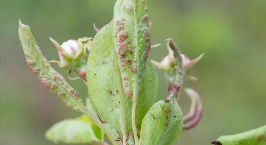 Feuilles de poirier atteintes par le phytopte du poirier, avec de petites pustules rouges et des bourgeons floraux.
