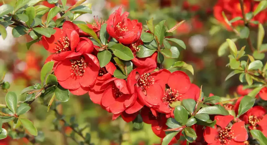 Bouture de cognassier en pleine floraison, ses fleurs rouges vives contrastent avec le feuillage vert.