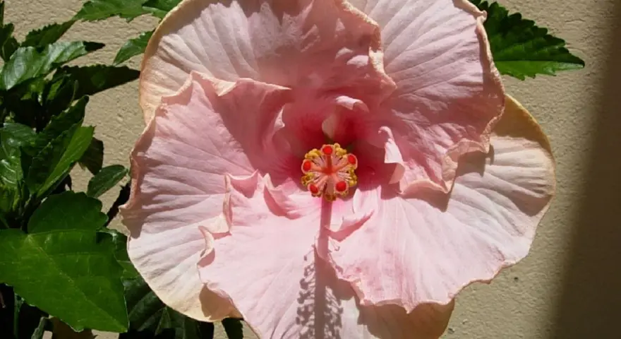 Fleur d'hibiscus rouge vif avec des feuilles vertes et un bouton floral.