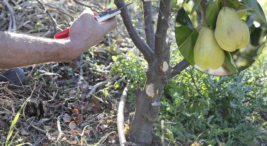 Main d'un jardinier taillant un jeune cognassier. En médaillon, deux fruits jaunes mûrs sur une branche.