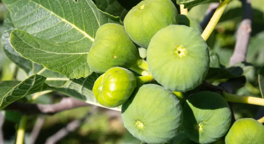 Grappe de figues vertes mûres sur une branche, avec des feuilles luxuriantes.
