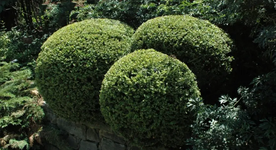 Trois buis taillés en boules sur un muret de pierre. Ces arbustes, malgré leur belle apparence, peuvent souffrir de la maladie du buis.