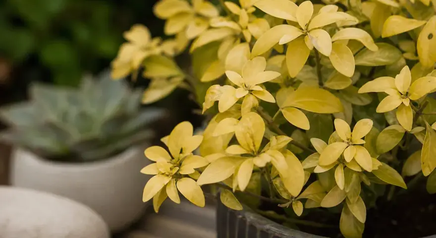 Plante d'Oranger du Mexique aux feuilles jaunes, peut-être un signe de maladie. Un succulent est flou en arrière-plan.