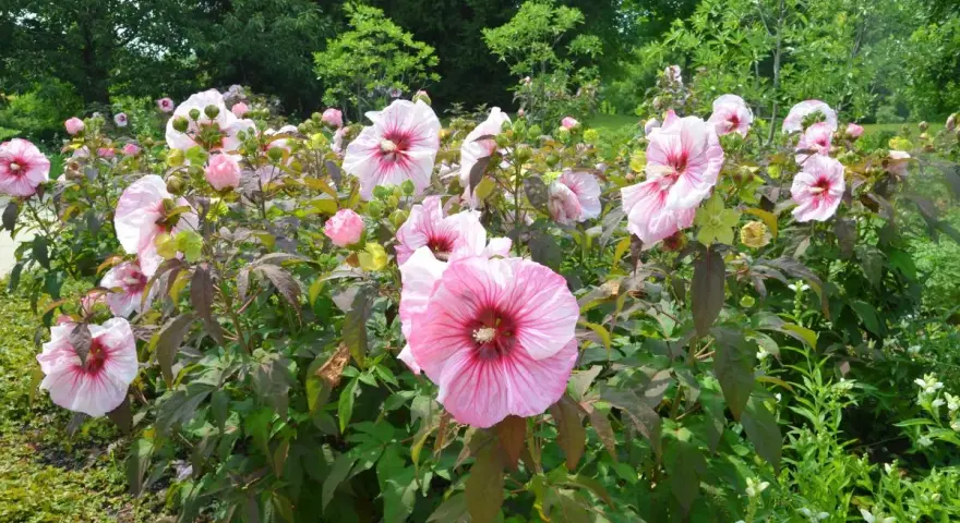 Un parterre de fleurs roses éclatantes, une magnifique floraison hibiscus, se dresse fièrement sous le soleil, entouré de verdure luxuriante.
