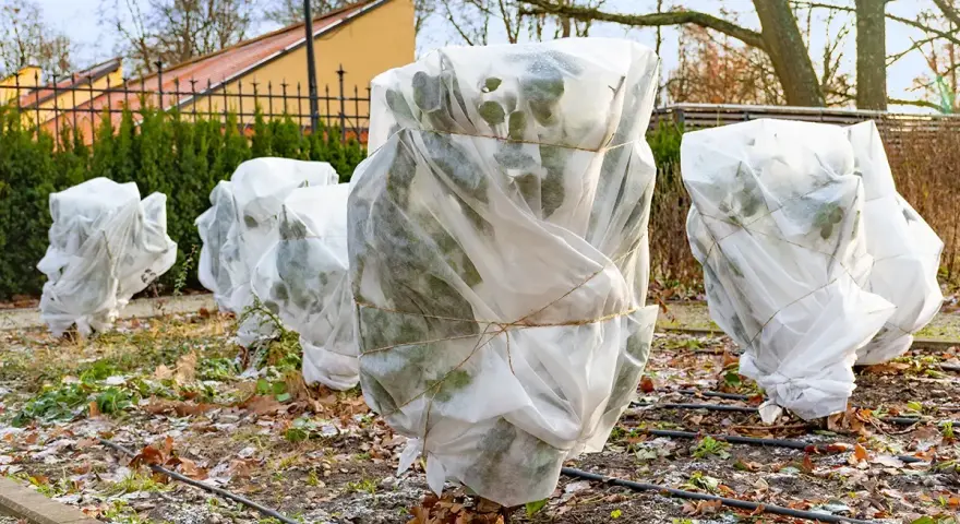 Des plantes, dont un palmier, sont emballées dans du tissu blanc pour les protéger du **palmier hiver**.