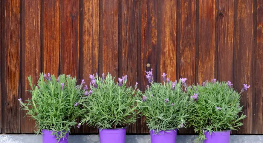 Quatre pots de lavande variété aux fleurs violettes, alignés devant un mur de bois brun.