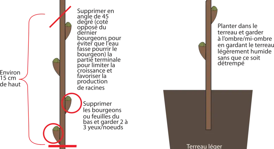 Illustration montrant comment préparer une bouture de noisetier pour la plantation.