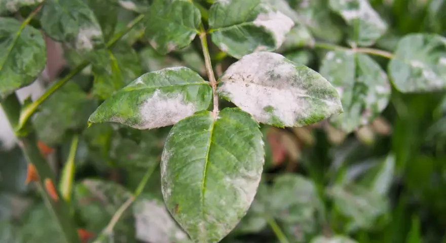 Feuilles de rosier atteintes de mildiou, une poudreuse blanche recouvrant le feuillage vert.