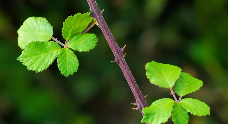 Tige pourpre de ronce avec des feuilles vertes vives et des épines acérées, un défi pour se débarrasser des ronces.