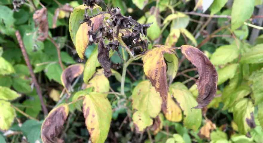 Feuilles de framboisier jaunies et brunies, signe d'une maladie. Les tiges sont sèches et les fruits flétris.