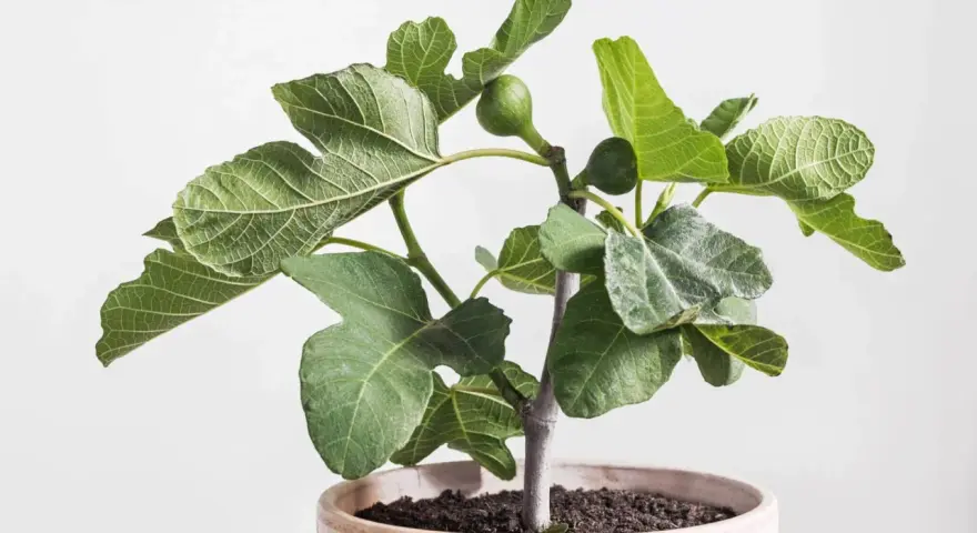 Jeune figuier en pot, ses feuilles vertes et lobées semblent saines, sans signe de maladie du figuier. Une petite figue verte est visible.
