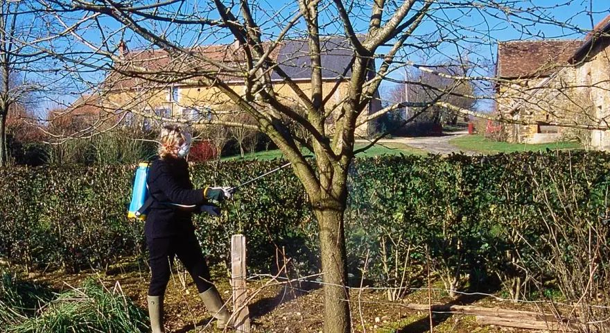 Une personne effectue un traitement sur un jeune arbre, probablement un cerisier, avec un pulvérisateur à dos.