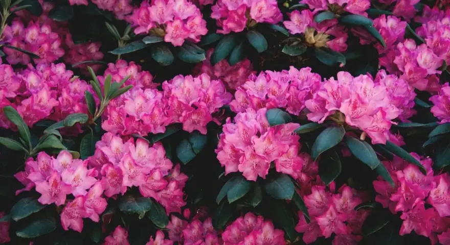 Gros plan sur des fleurs de rhododendron roses vives, leurs pétales délicats contrastant avec le feuillage sombre. La taille de ces fleurs est impressionnante.