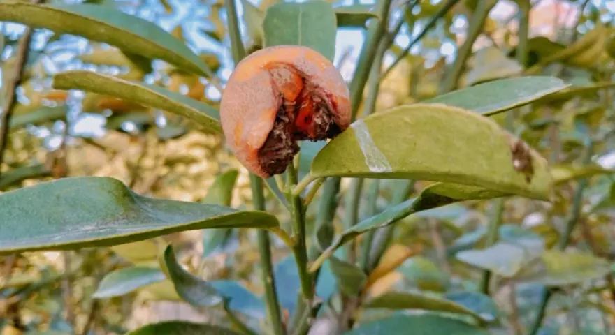 Un fruit abîmé sur une branche, signe d'une possible maladie de l'abricotier. Les feuilles sont vertes mais semblent légèrement atteintes.