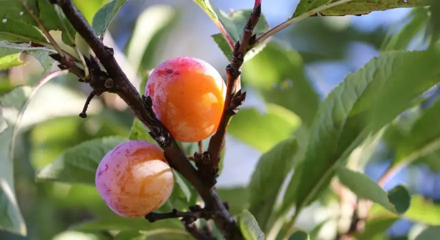 Deux prunes mûres, une orange et une rose, pendent d'une branche de prunier du Japon.