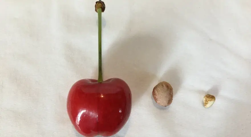 Une cerise rouge, son noyau et une petite graine, prêts à faire germer un noyau de cerise.