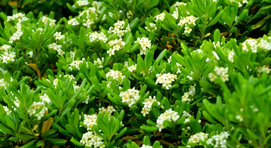 Un buisson dense de Pittosporum tobira, couvert de petites fleurs blanches parfumées, offre un spectacle printanier.