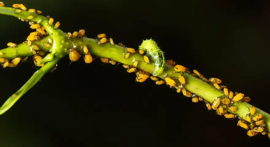 Un essaim de pucerons jaunes envahit une tige verte de laurier rose, une petite chenille verte se faufile parmi eux.