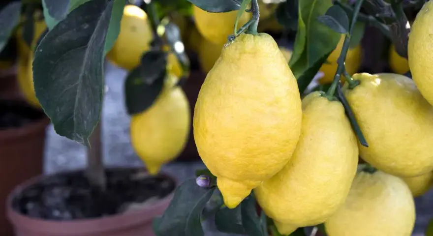 Citronnier en pot, chargé de citrons jaunes. Un bon engrais citronnier a permis cette belle récolte.