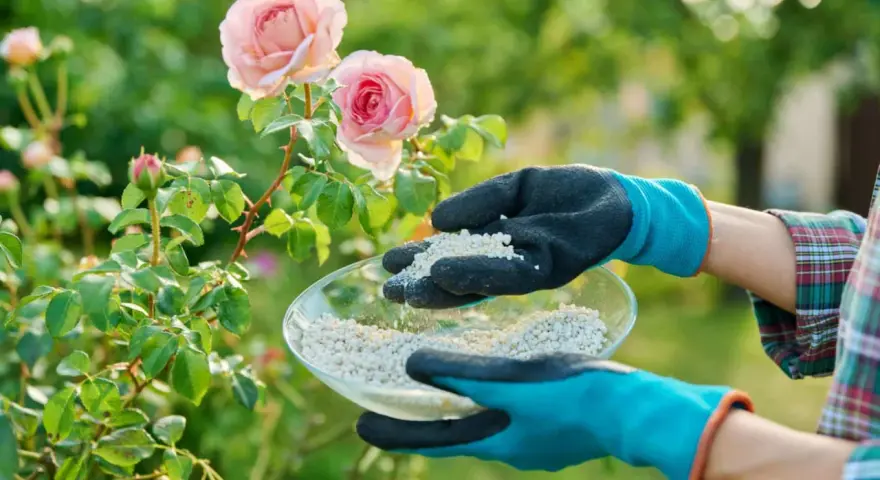 Mains gantées tenant un bol d'engrais pour rosier près de magnifiques roses roses.