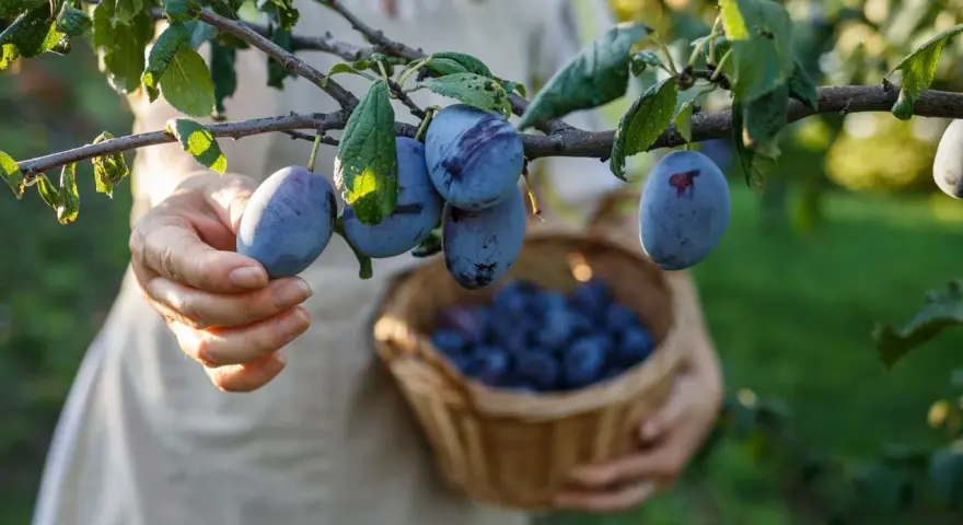 Main d'une personne récoltant des prunes mûres sur un arbre. Un panier en osier est rempli de fruits. La taille prunier est parfaite pour la récolte.