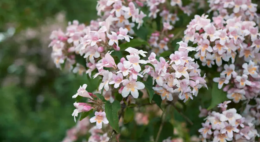Gros plan sur des grappes de fleurs roses et blanches d'un abélia, avec un feuillage vert flou en arrière-plan.