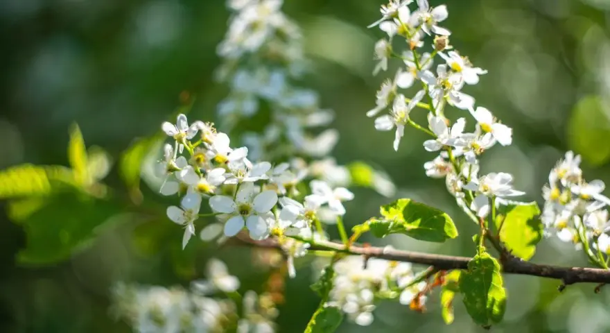 Grappes de fleurs blanches délicates sur une branche, évoquant la promesse de fruits grâce à un bon engrais cerisier.