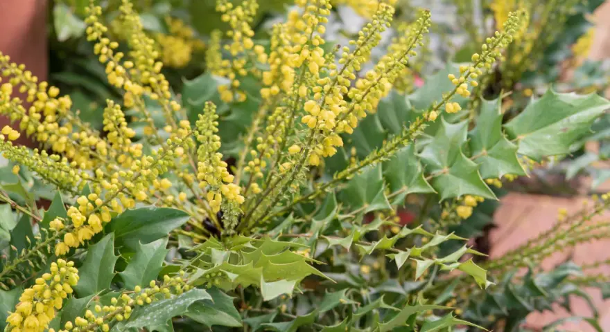 Grappes de petites fleurs jaunes sur un arbuste aux feuilles vertes piquantes. Diverses variétés de mahonia en pleine floraison.
