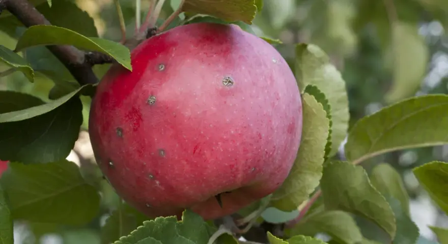 Pomme rouge sur une branche, présentant des marques de tavelure. Les feuilles vertes entourent le fruit, créant un tableau naturel.