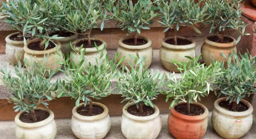 Plusieurs jeunes oliviers en pot, prêts à être plantés. Ces boutures d'olivier promettent de futurs arbres majestueux.