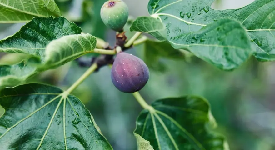 Figues mûres et vertes sur une branche, entourées de feuilles humides. Le **chancre du figuier** peut affecter ces fruits.