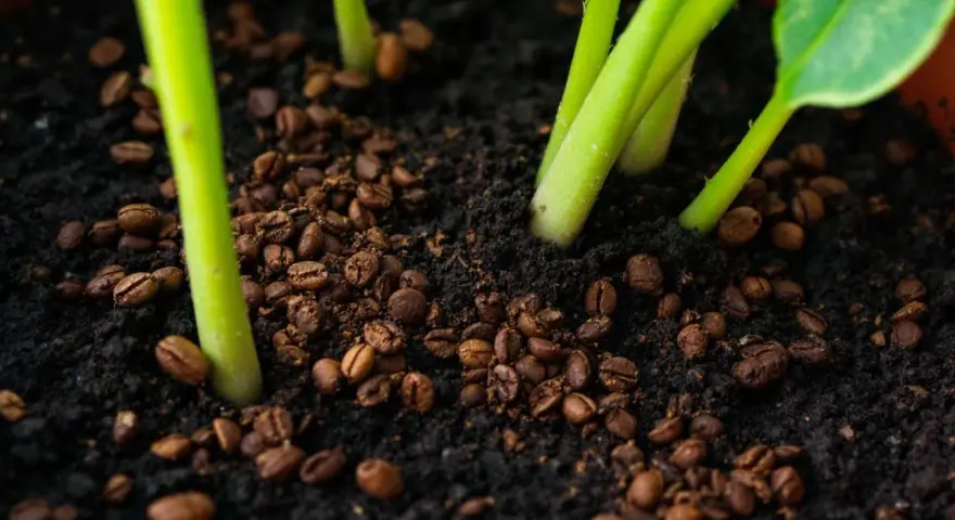 Jeunes pousses d'avocatier dans un terreau enrichi de marc de café, promesse d'une croissance vigoureuse.