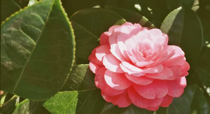 Une belle camélia fleur rose, aux pétales délicats, s'épanouit au milieu de feuilles vertes luxuriantes.
