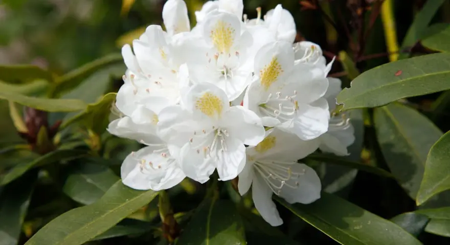 Gros plan sur un magnifique rhododendron blanc aux pétales délicats et aux taches jaunes. Idéal pour planter un rhododendron dans votre jardin.
