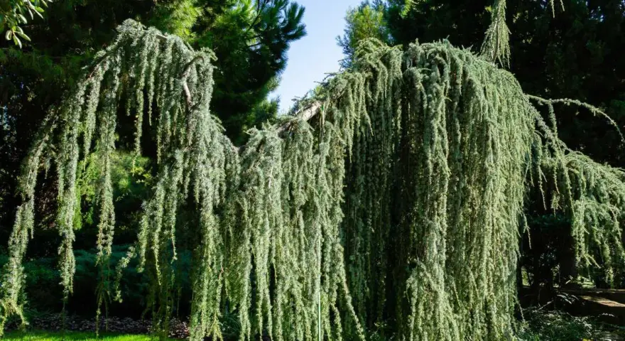 Un magnifique saule pleureur nain aux branches tombantes, créant un rideau végétal luxuriant dans un jardin verdoyant.