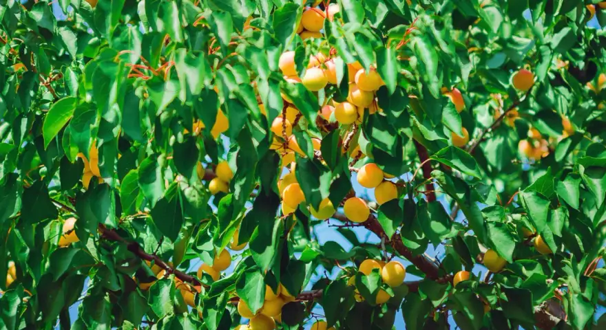 Abricots mûrs sur une branche, sous un ciel bleu. Les feuilles vertes contrastent avec les fruits orangés, malgré les signes de moniliose abricotier.