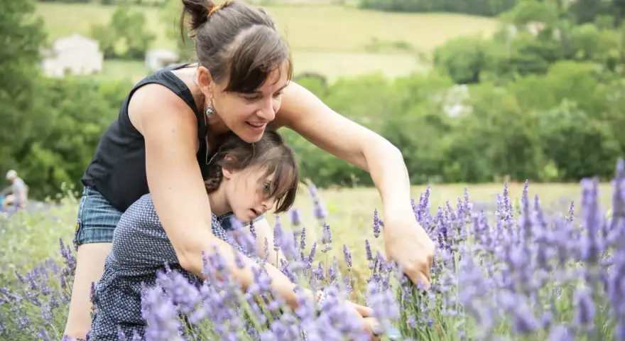 Une mère et sa fille cueillent de la lavande dans un champ parfumé, profitant d'un moment complice sous le soleil.