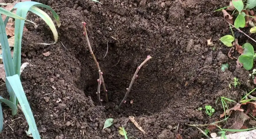 Deux boutures de cassis plantées dans la terre, prêtes à prendre racine et à offrir de futurs fruits.