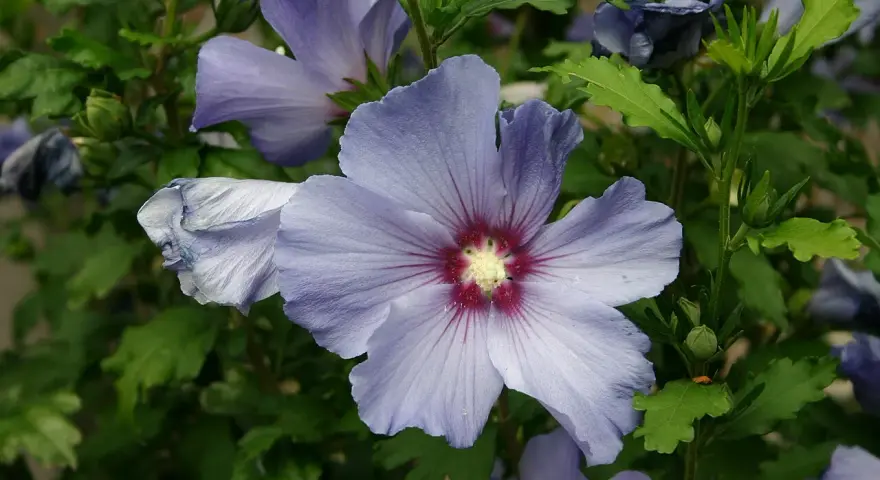 Fleurs bleues d'hibiscus, dont une au premier plan avec un cœur rouge profond. La taille Althea est mise en valeur par la nature.